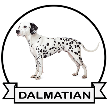 (image for) Dalmatian (DALM068)